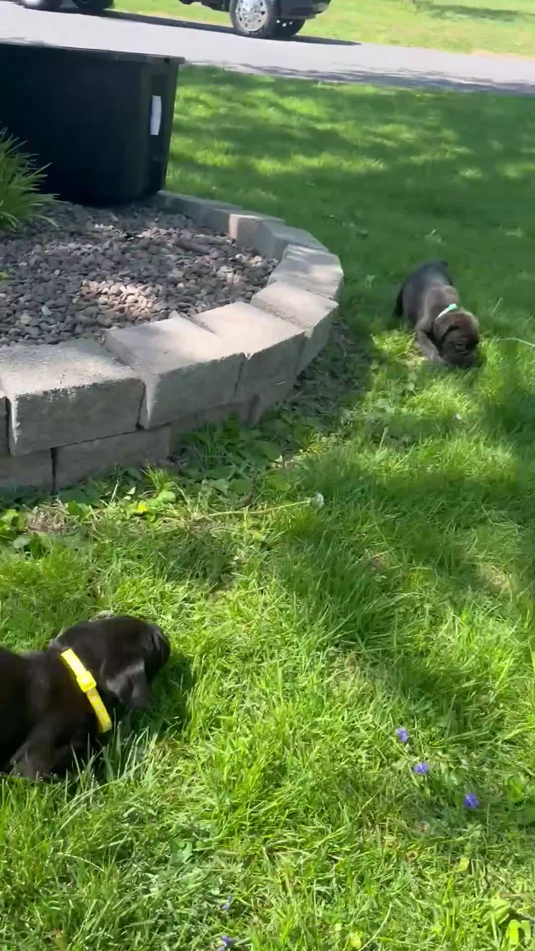 Cane Corso dogs for sale: Apollo - Video 1