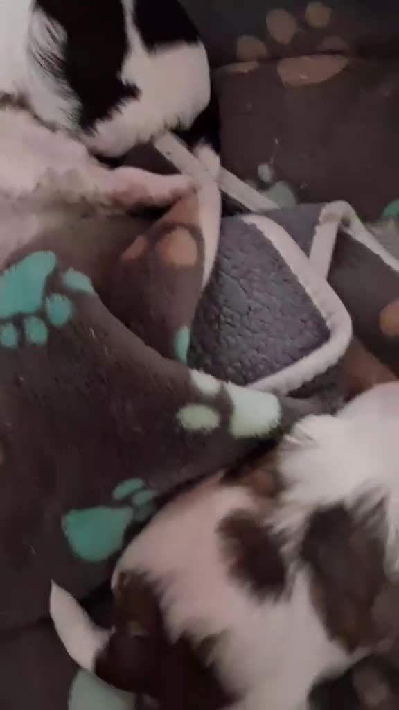Shih Tzu dogs for sale: Pepper - Video 1