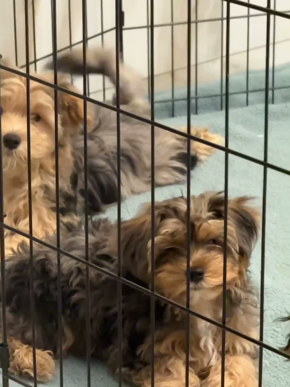 Morkie dogs for sale: Bluey - Video 1
