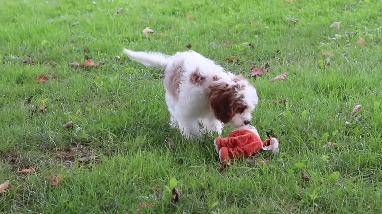 Cavapoochon dogs for sale: Cyber - Video 1