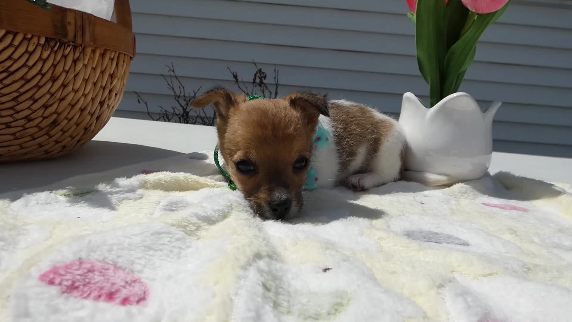 Jack Russell Terrier dogs for sale: Jack Russell Terrier Puppy 2 Tiny - Video 1