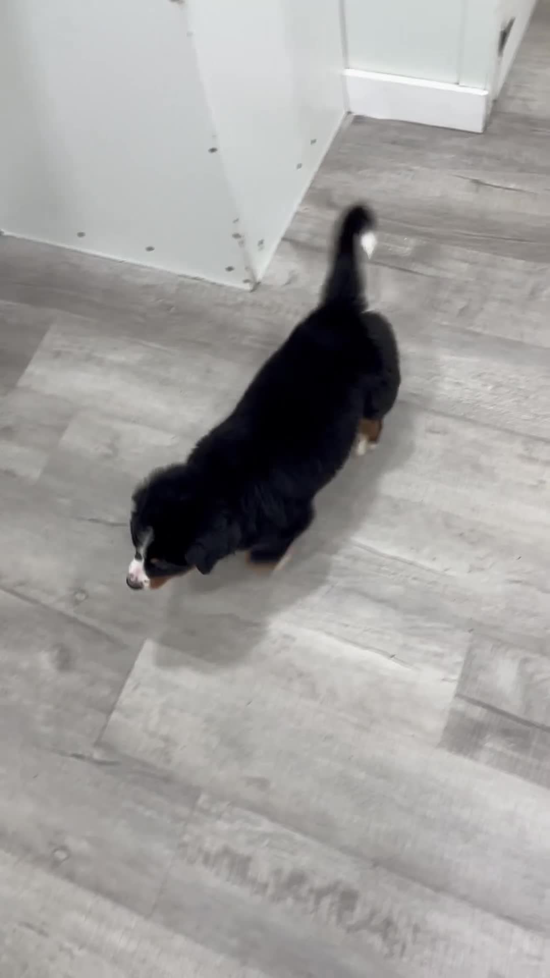 Bernese Mountain Dog dogs for sale: Lola - Video 1