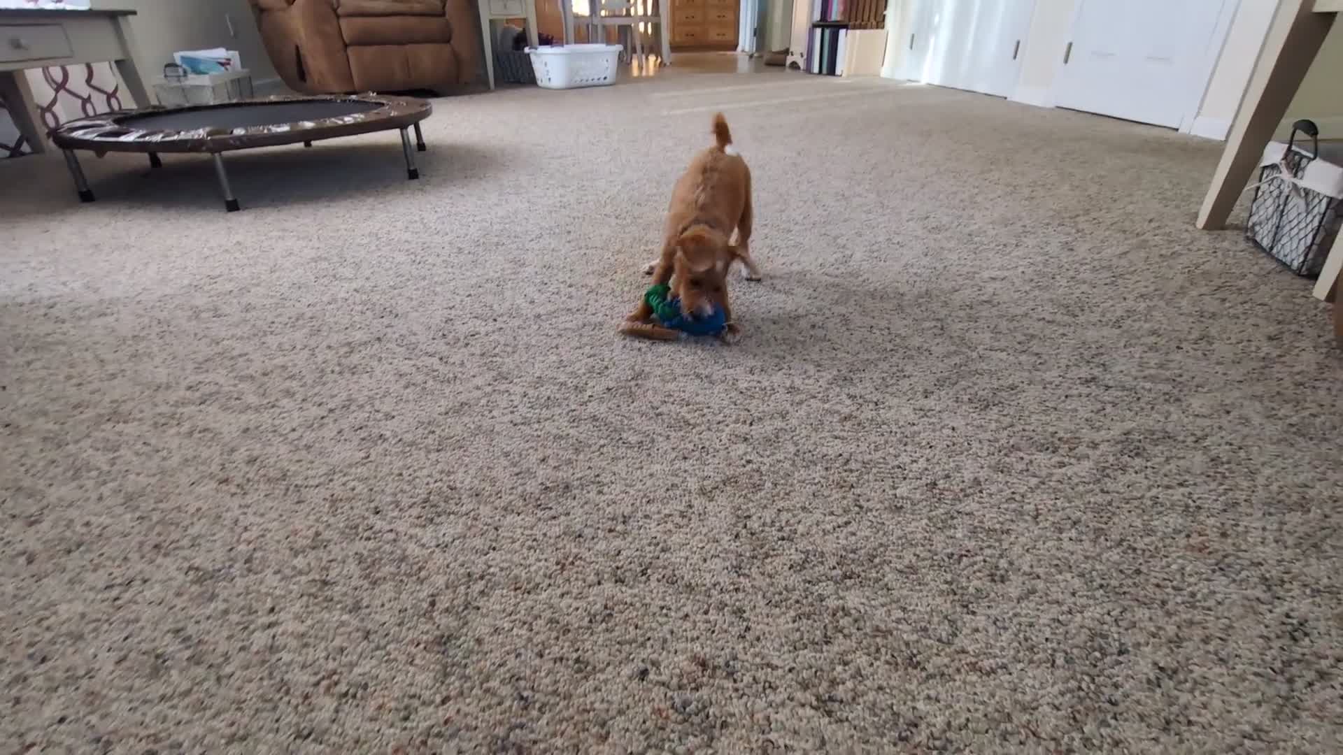 Cavapoo dogs for sale: Caramel - Video 1