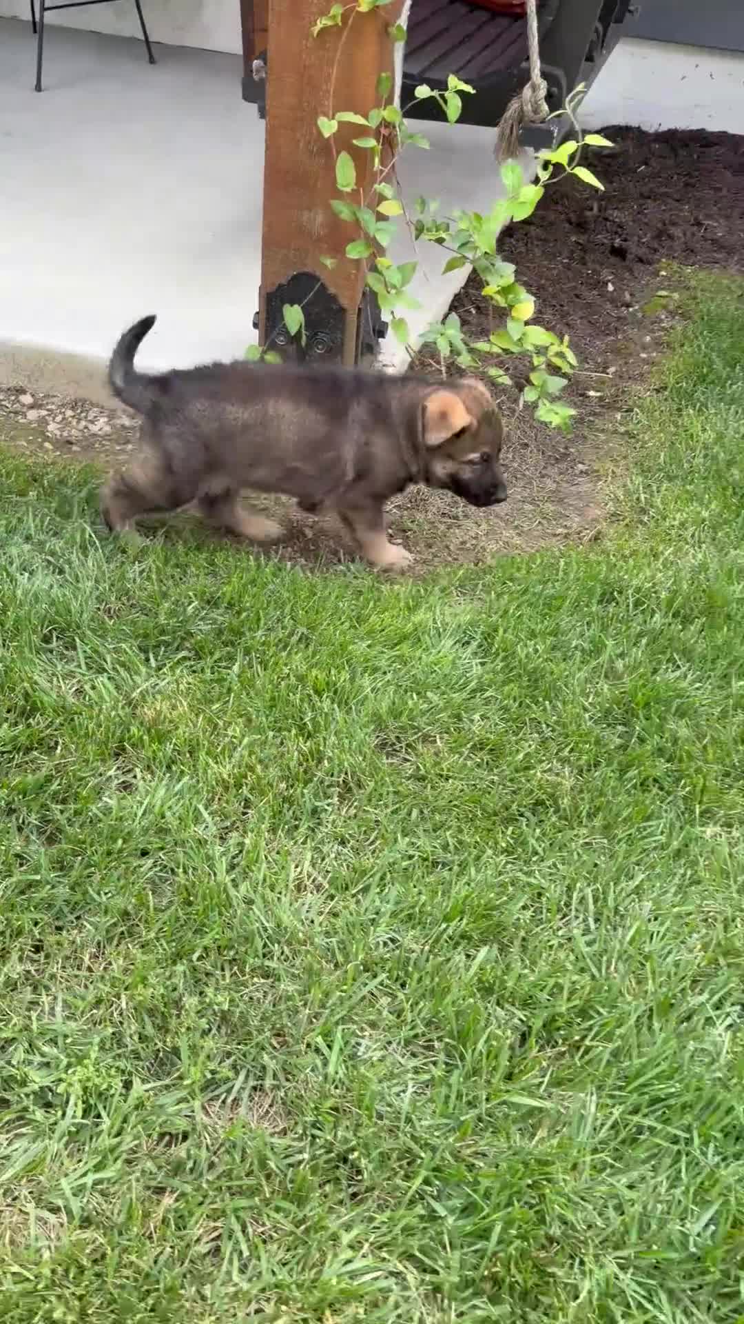 German Shepherd dogs for sale: Duke - Video 1