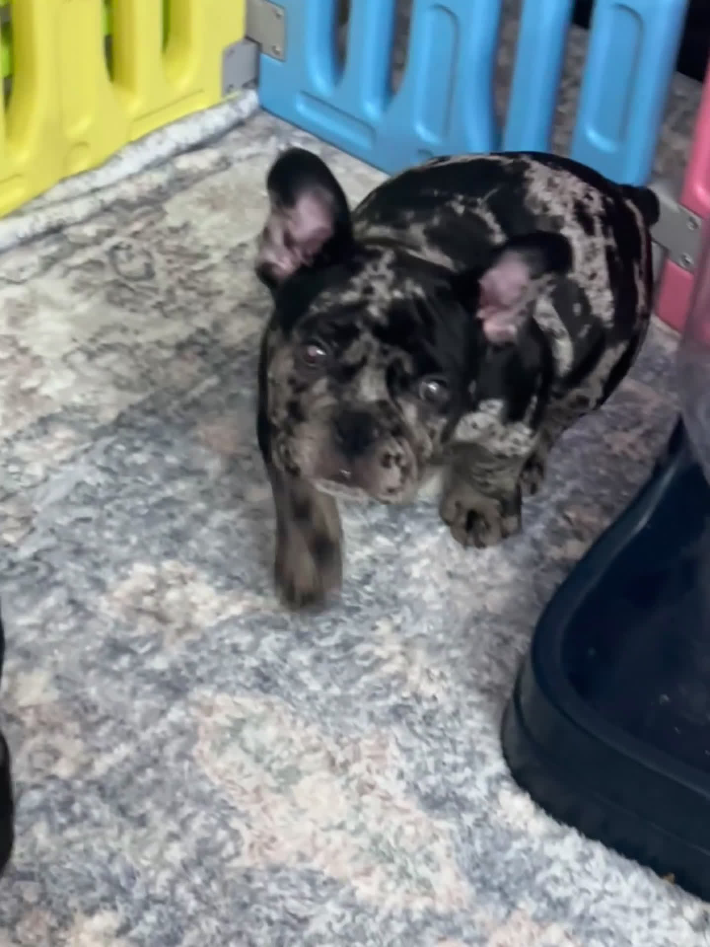 American Bully dogs for sale: American Bully Puppy 8 - Video 1