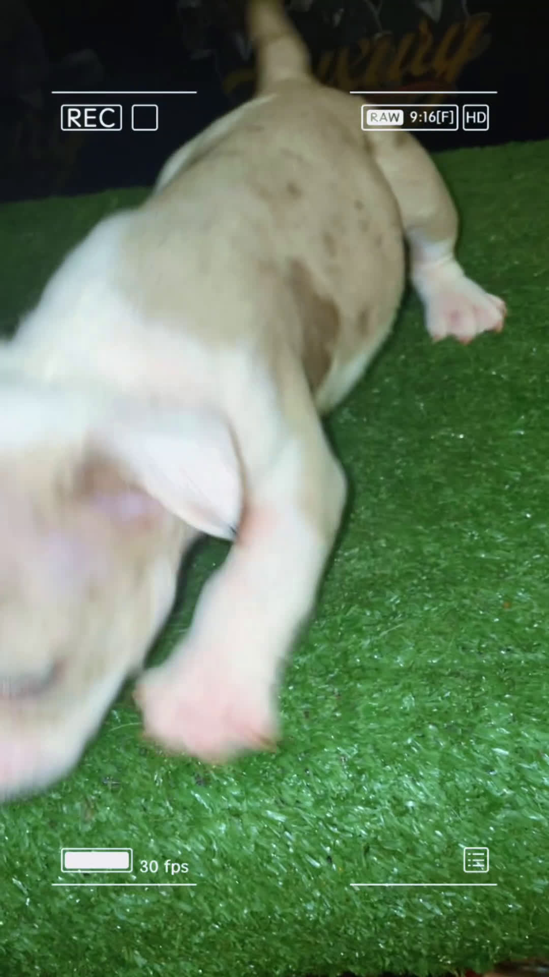 American Bully dogs for sale: Merle Male #2 - Video 1