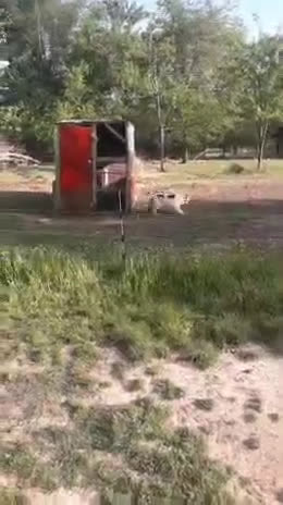 Border Collie dogs for sale: Hissy - Video 1