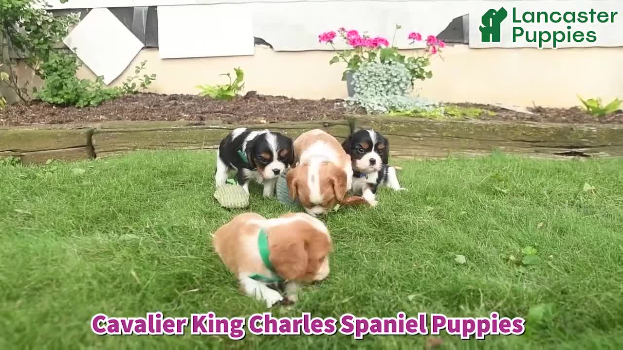 Cavalier King Charles Spaniel dogs for sale: Diamond  - Video 1