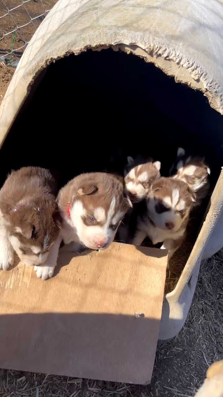 Siberian Husky dogs for sale: Siberian Husky Puppy 4 - Video 1