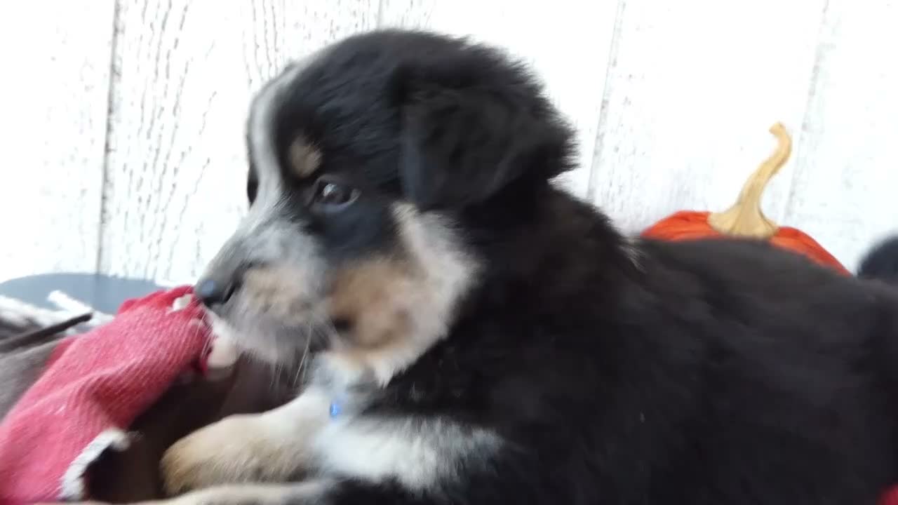 Australian Cattle Dog dogs for sale: Australian Cattle Dog 2 Scotty - Video 1
