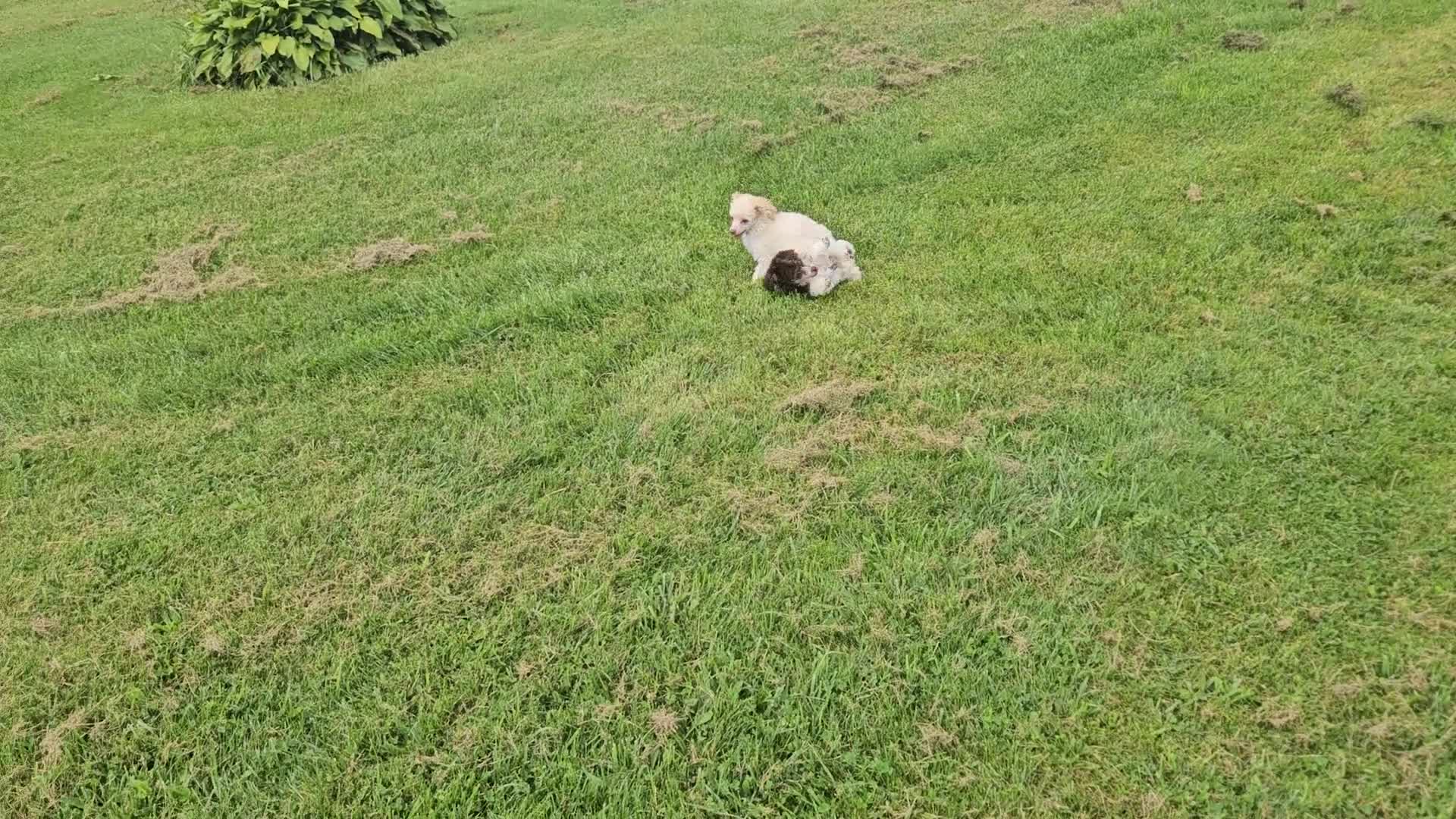 Toy Poodle dogs for sale: Branch - Video 1