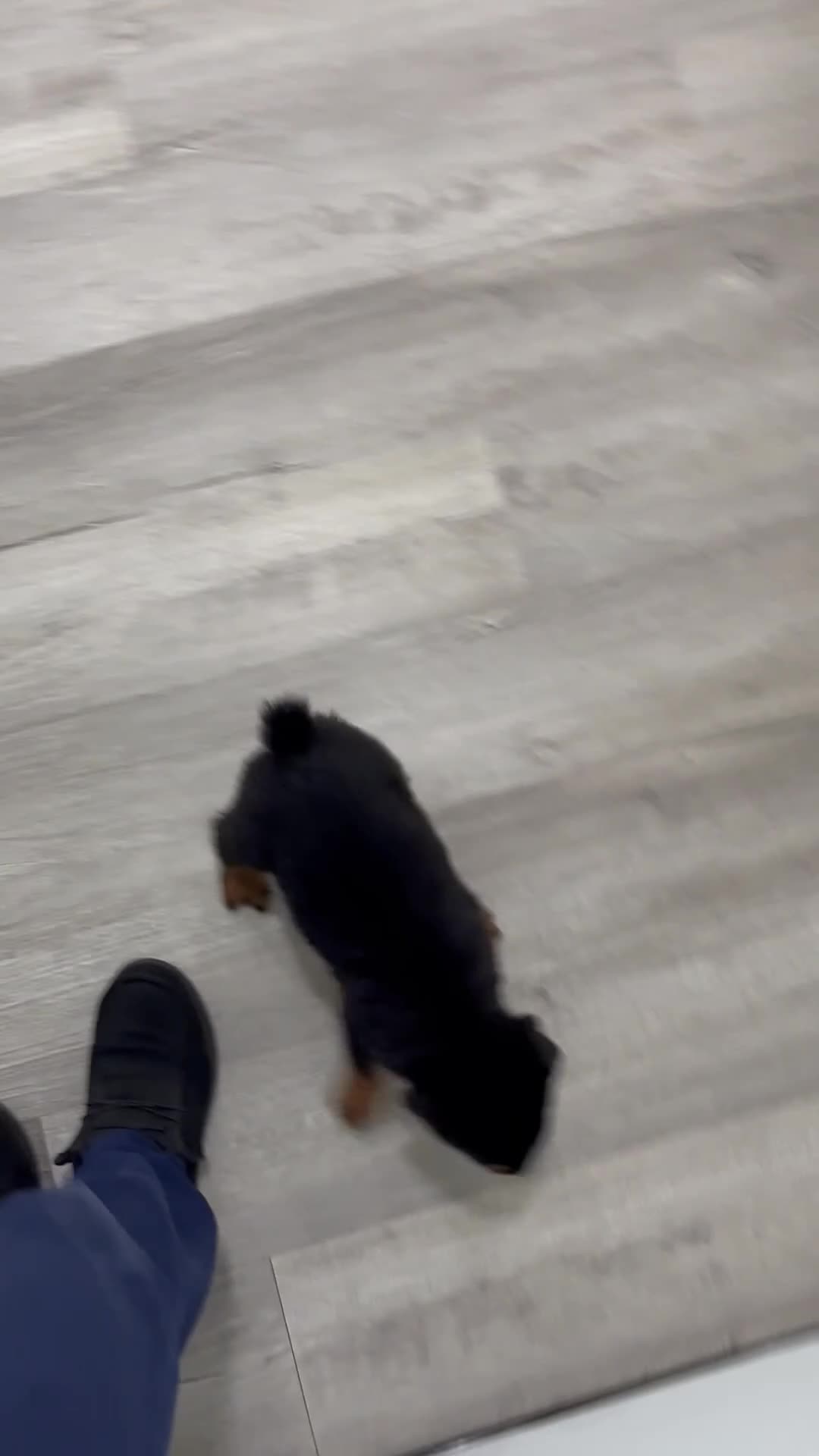 Rottweiler dogs for sale: Flynn - Video 1