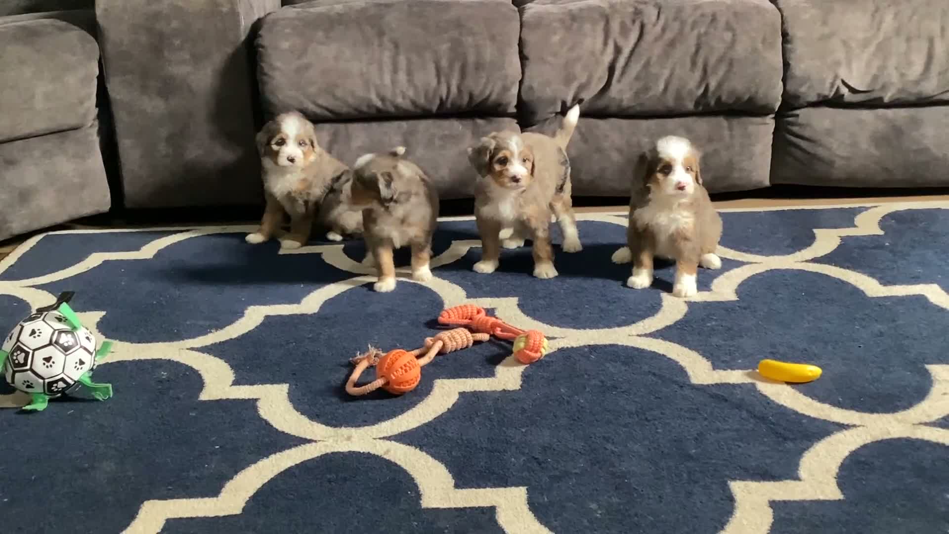 Mini Bernedoodle dogs for sale: Beverly - Video 1