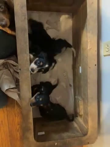 Dachshund dogs for sale: Lilly - Video 2