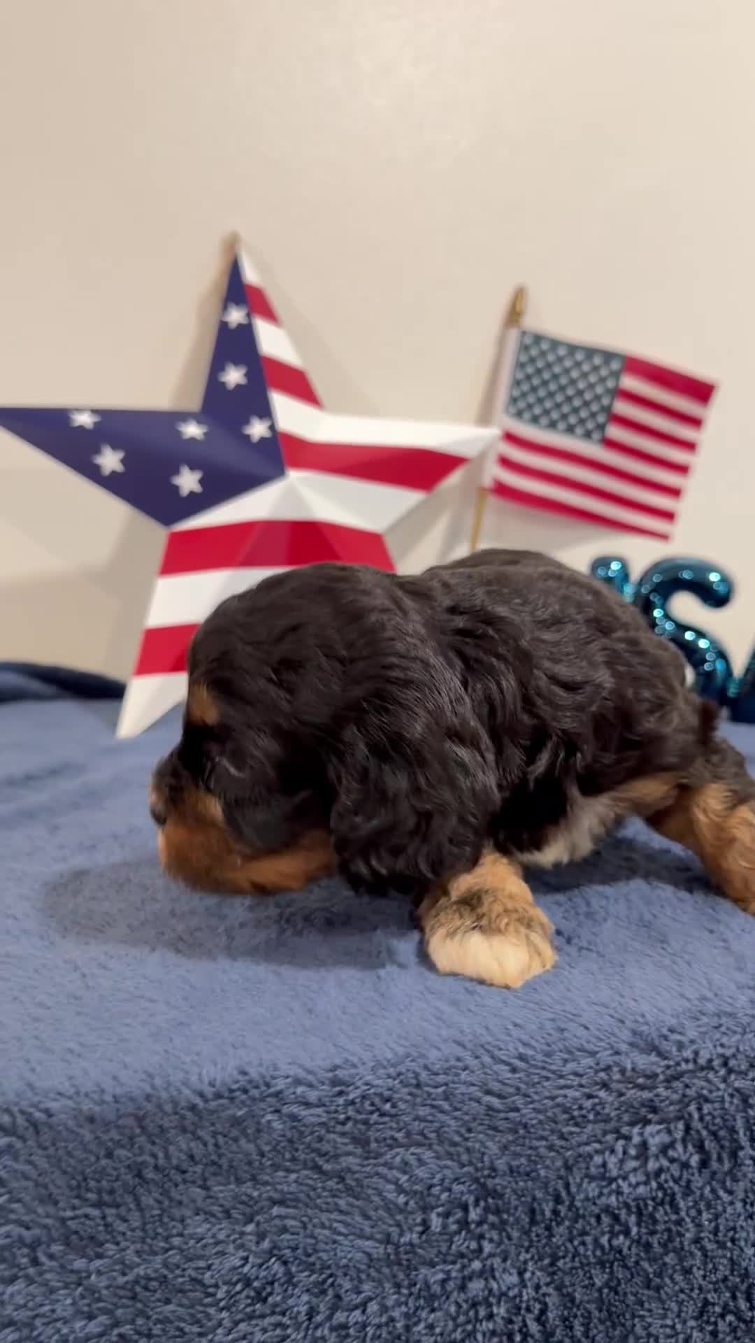Cavapoo dogs for sale: Boomer - Video 1