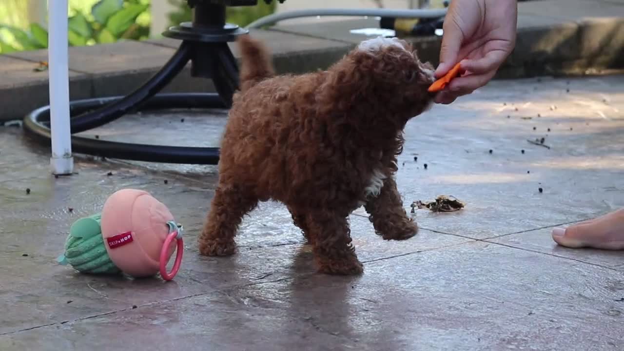 Cavapoo dogs for sale: Connor - Video 2