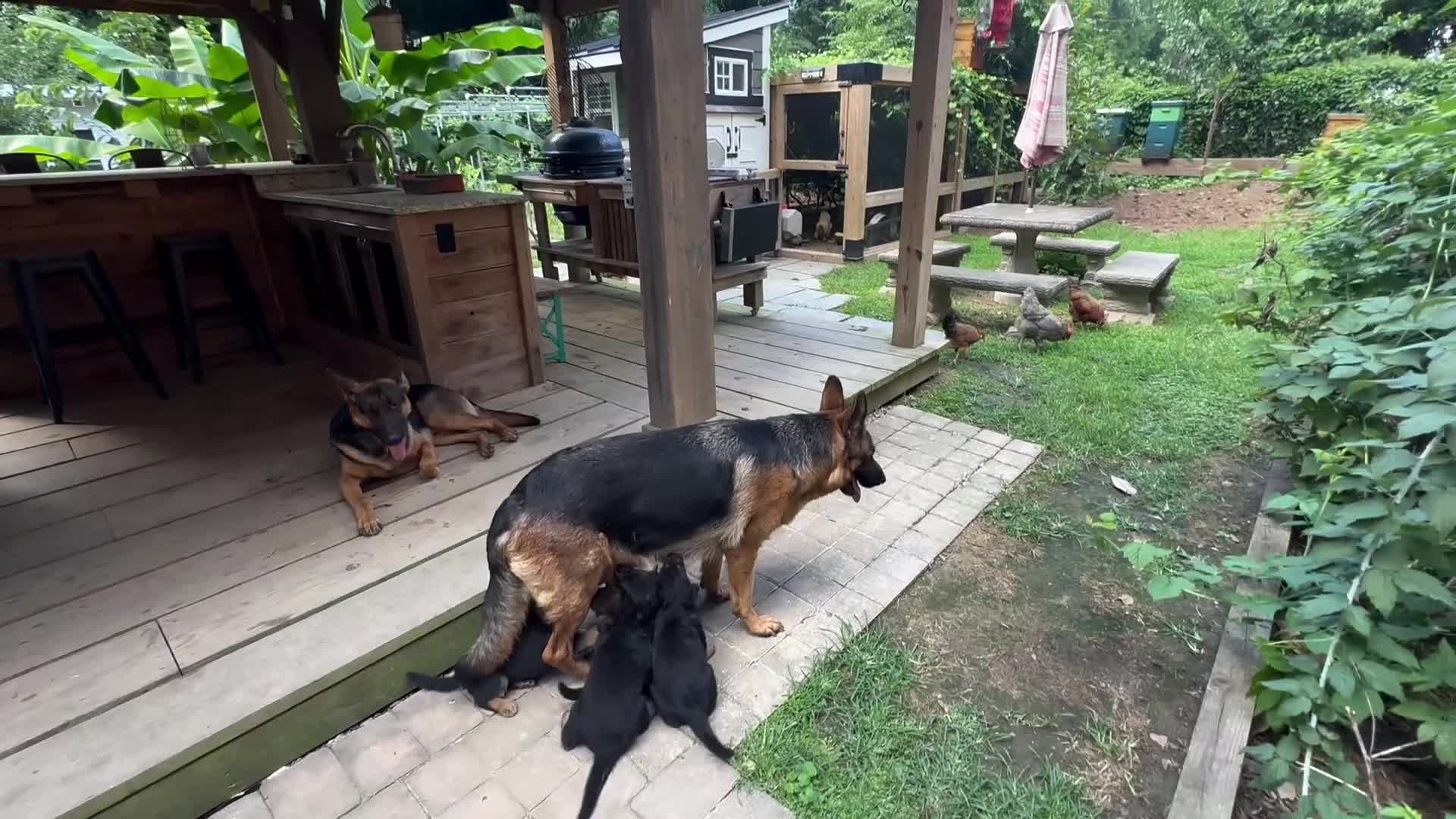 German Shepherd dogs for sale: German Shepherd 3 - Video 2