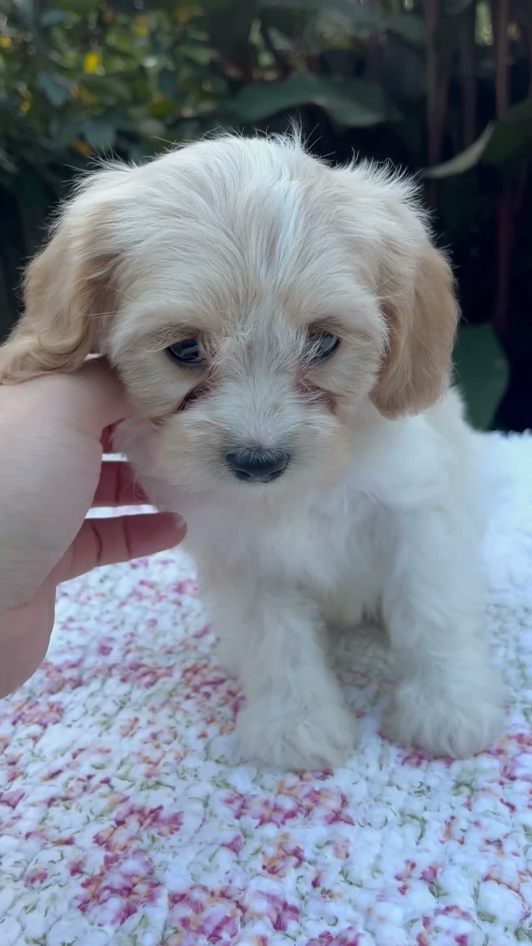 Cavapoo dogs for sale: Fern - Video 1