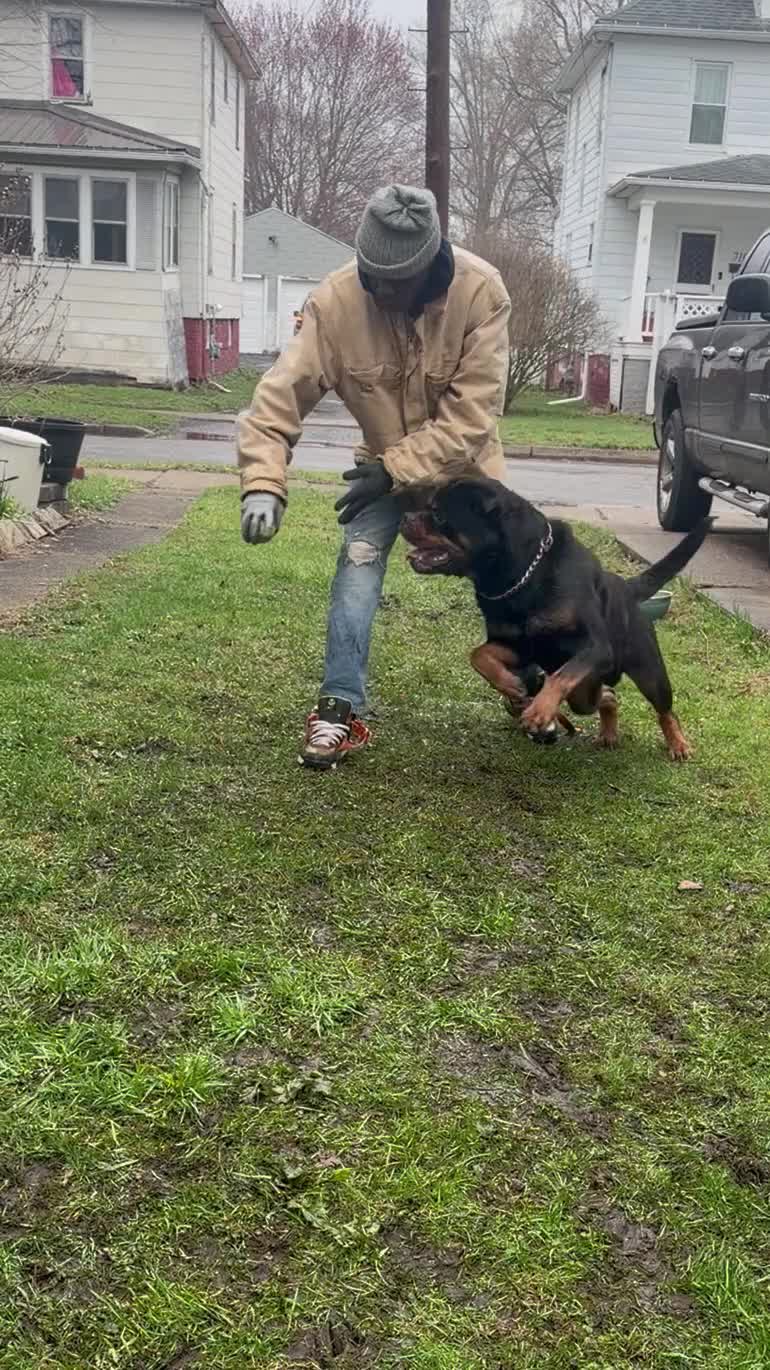 Rottweiler dogs for stud: DoNeY Uno - XXL Ri Moby Dick  - Video 1