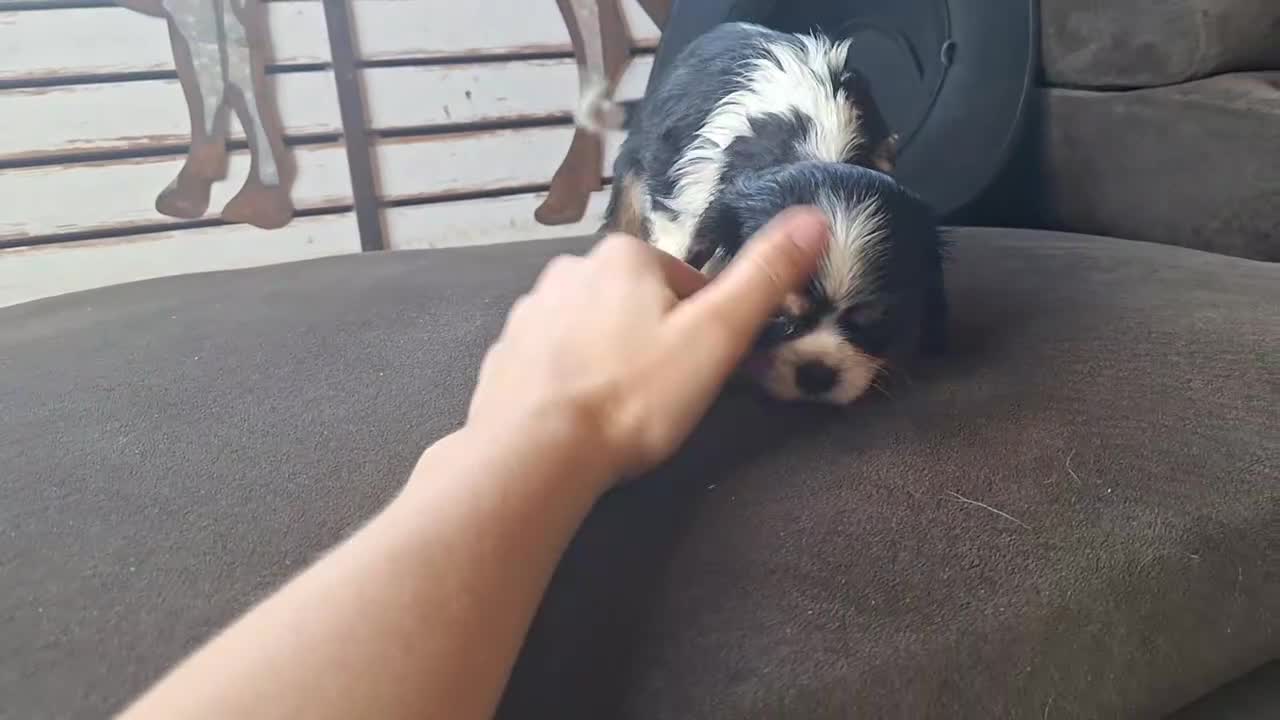 Cavalier King Charles Spaniel dogs for sale: River - Video 1