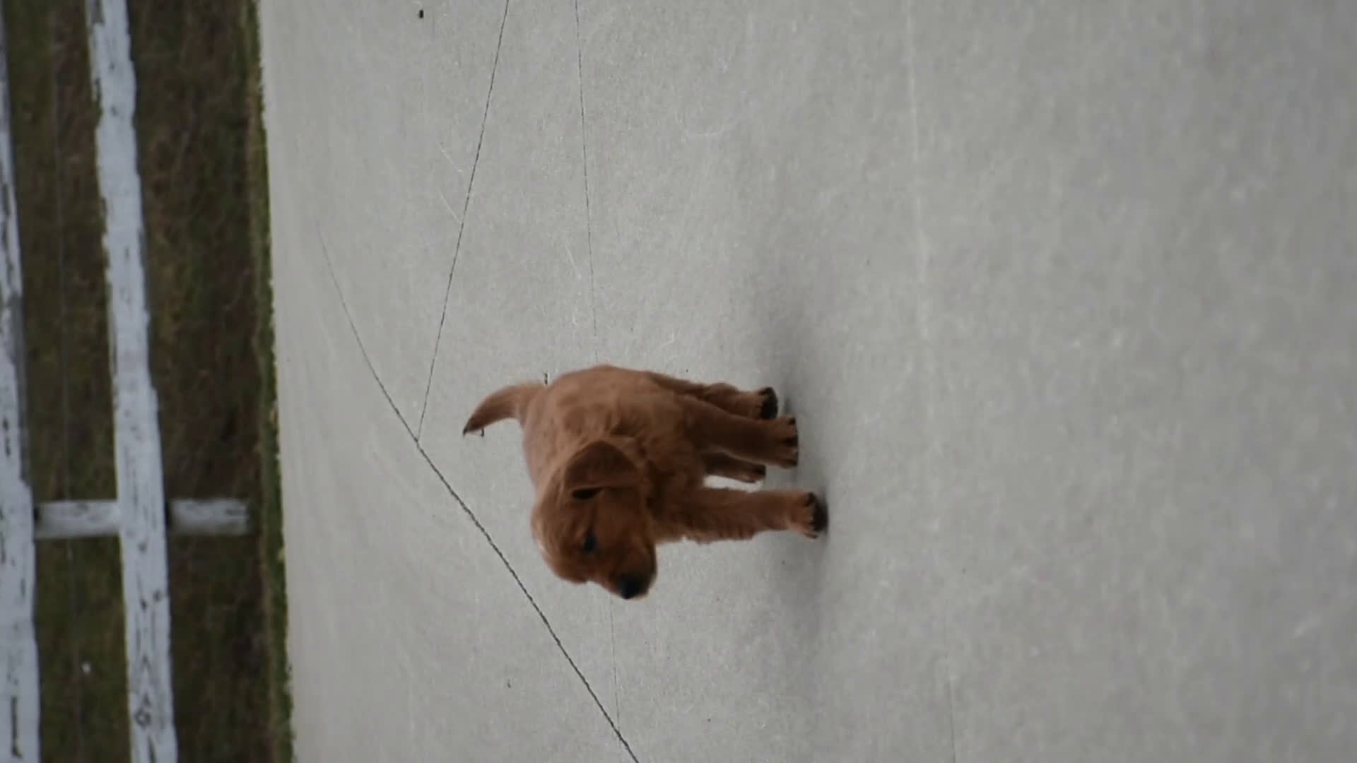 Golden Retriever dogs for sale: Tucker Genetic/OFA - Video 1