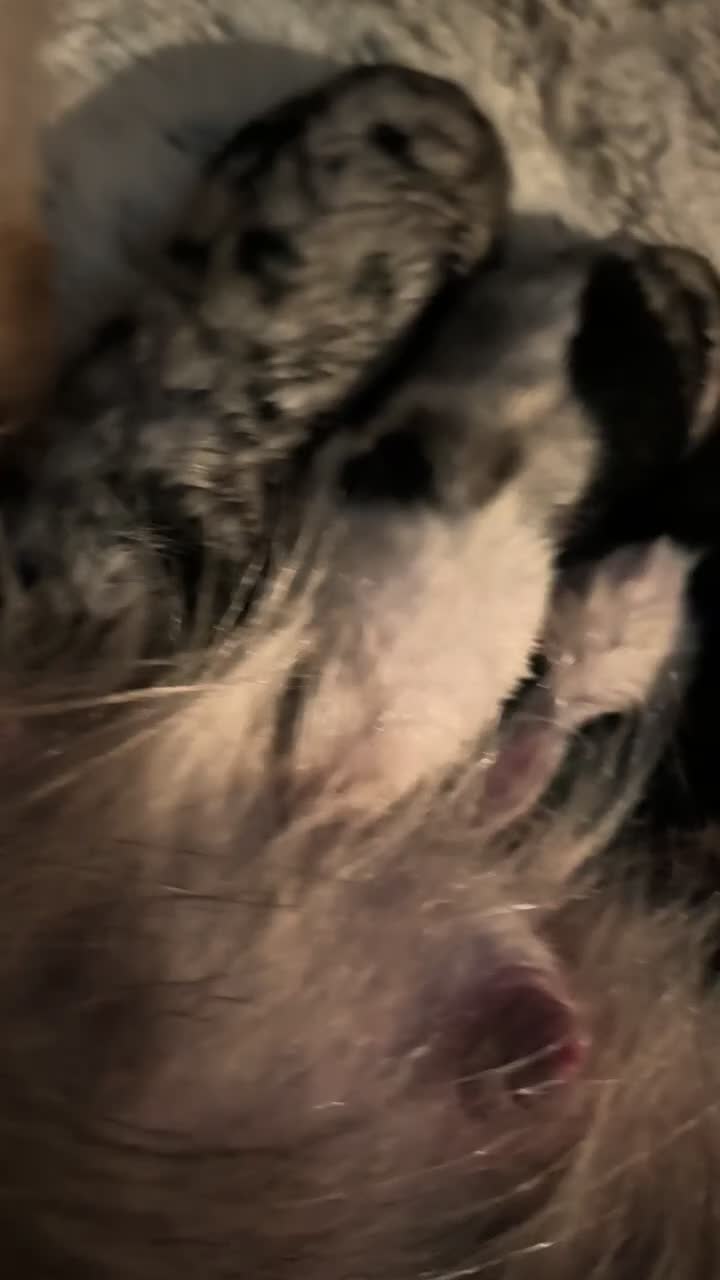 Mixed Breed dogs for sale: Cruella - Video 1