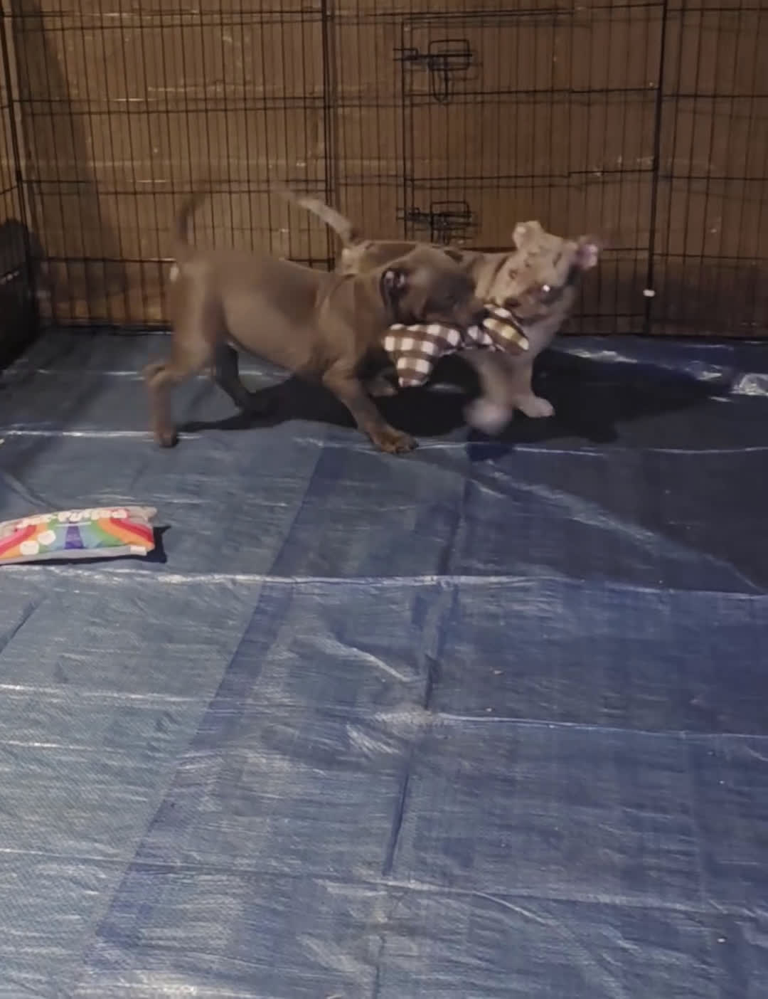 American Bully dogs for sale: Black tri Merle - Video 8