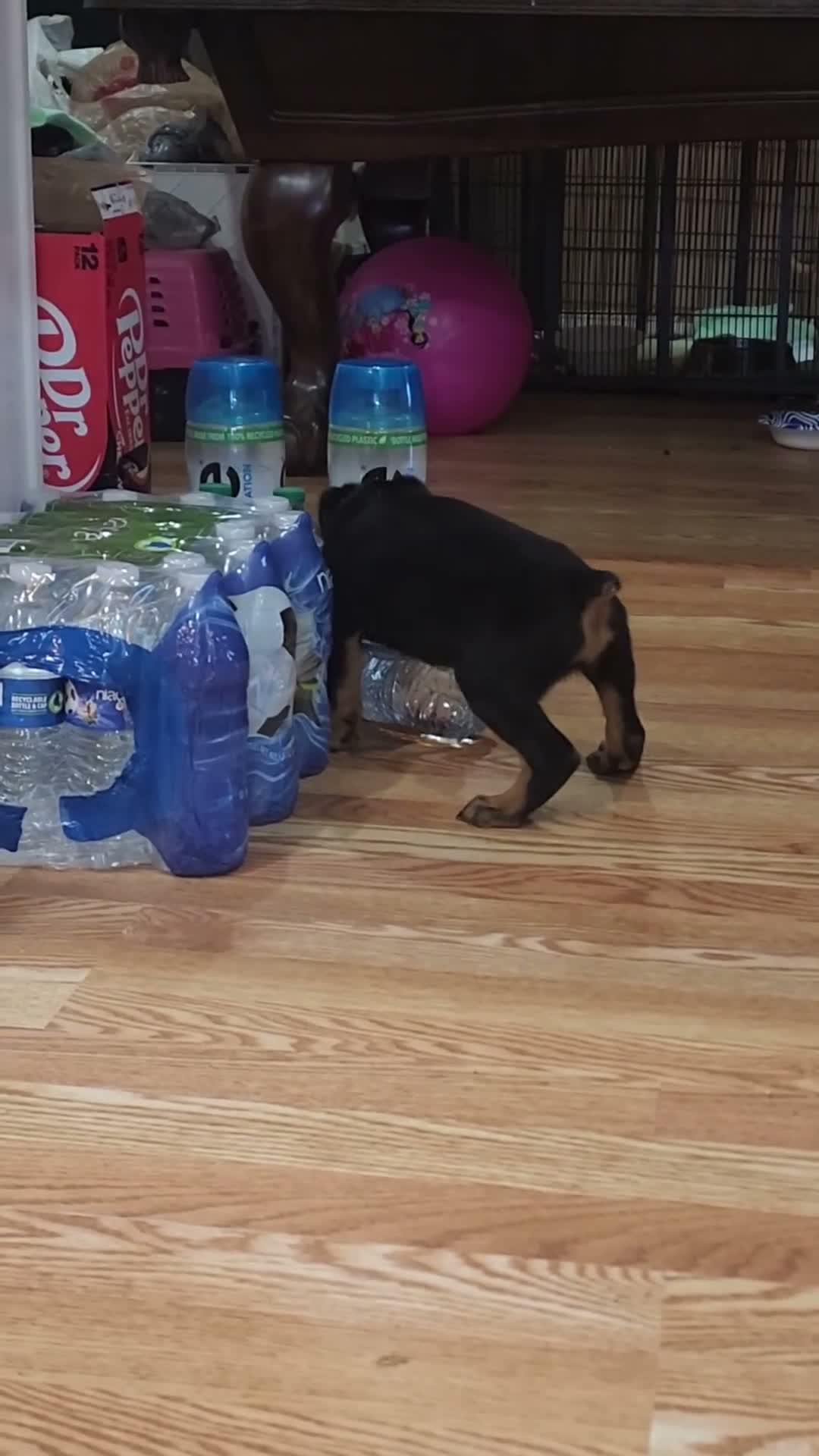 Rottweiler dogs for sale: Lucy - Video 1