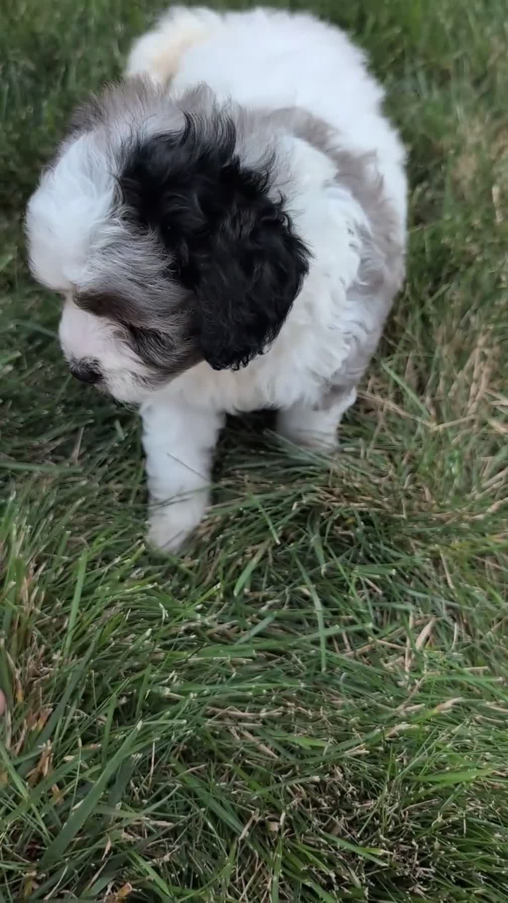 Maltipoo dogs for sale: Kai - Video 1