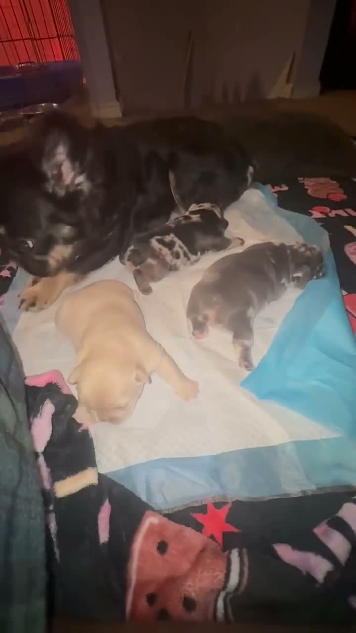 French Bulldog dogs for sale: French Bulldog 3 - Video 3