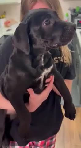 Mixed Breed dogs for sale: Lola - Video 2