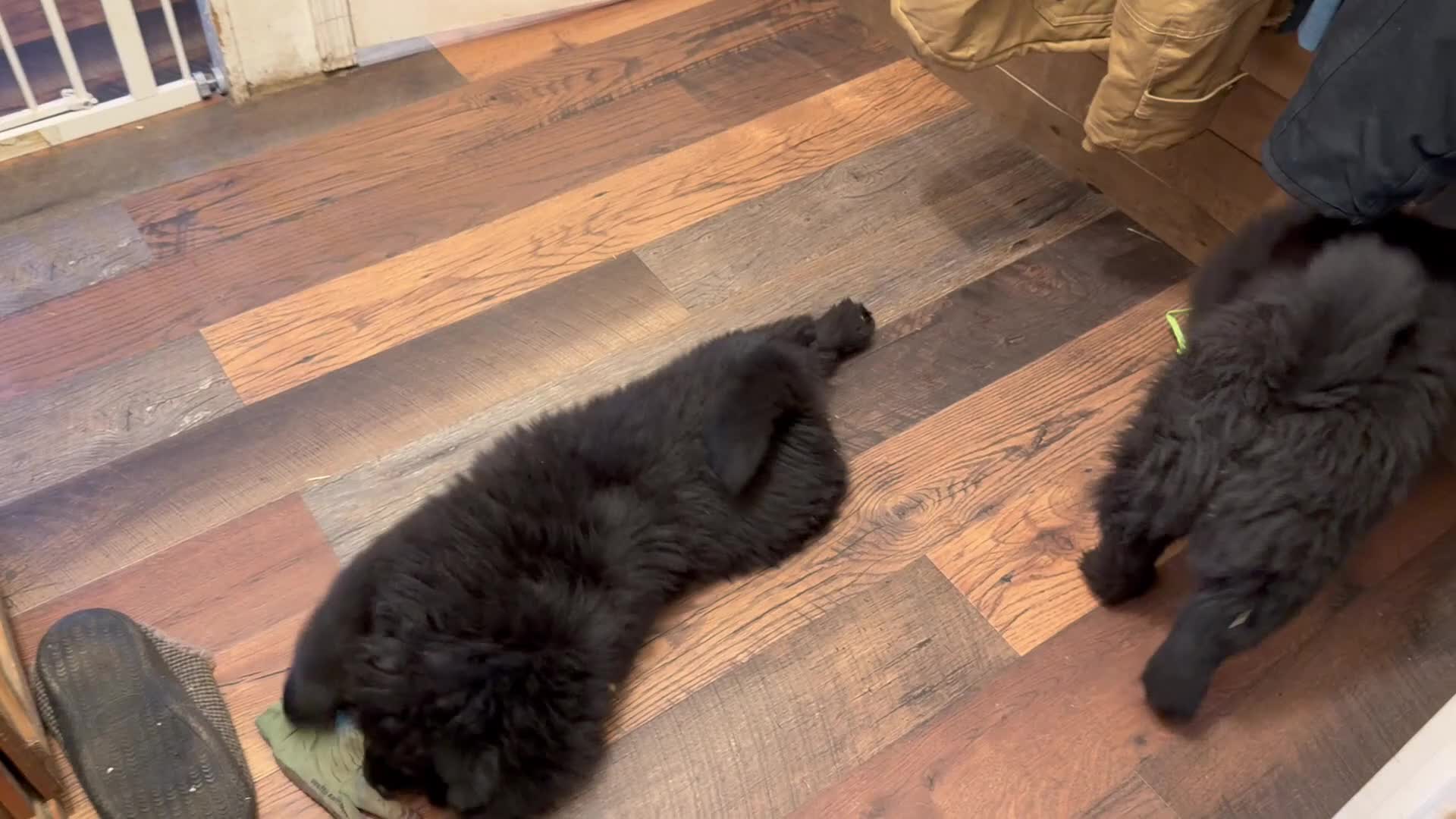 Chow Chow dogs for sale: Chow Chow Puppy 1 - Video 1