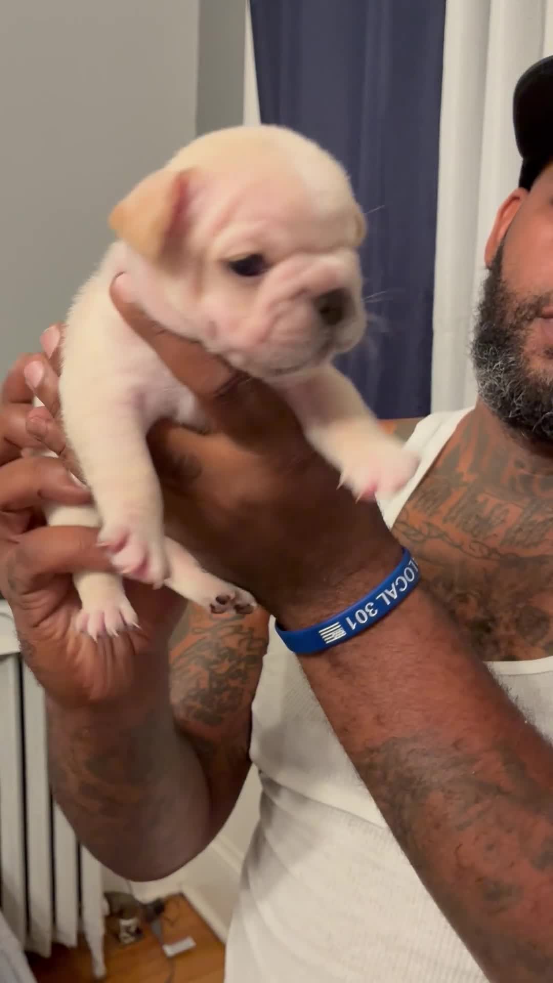French Bulldog dogs for sale: French Bulldog 4 - Video 1
