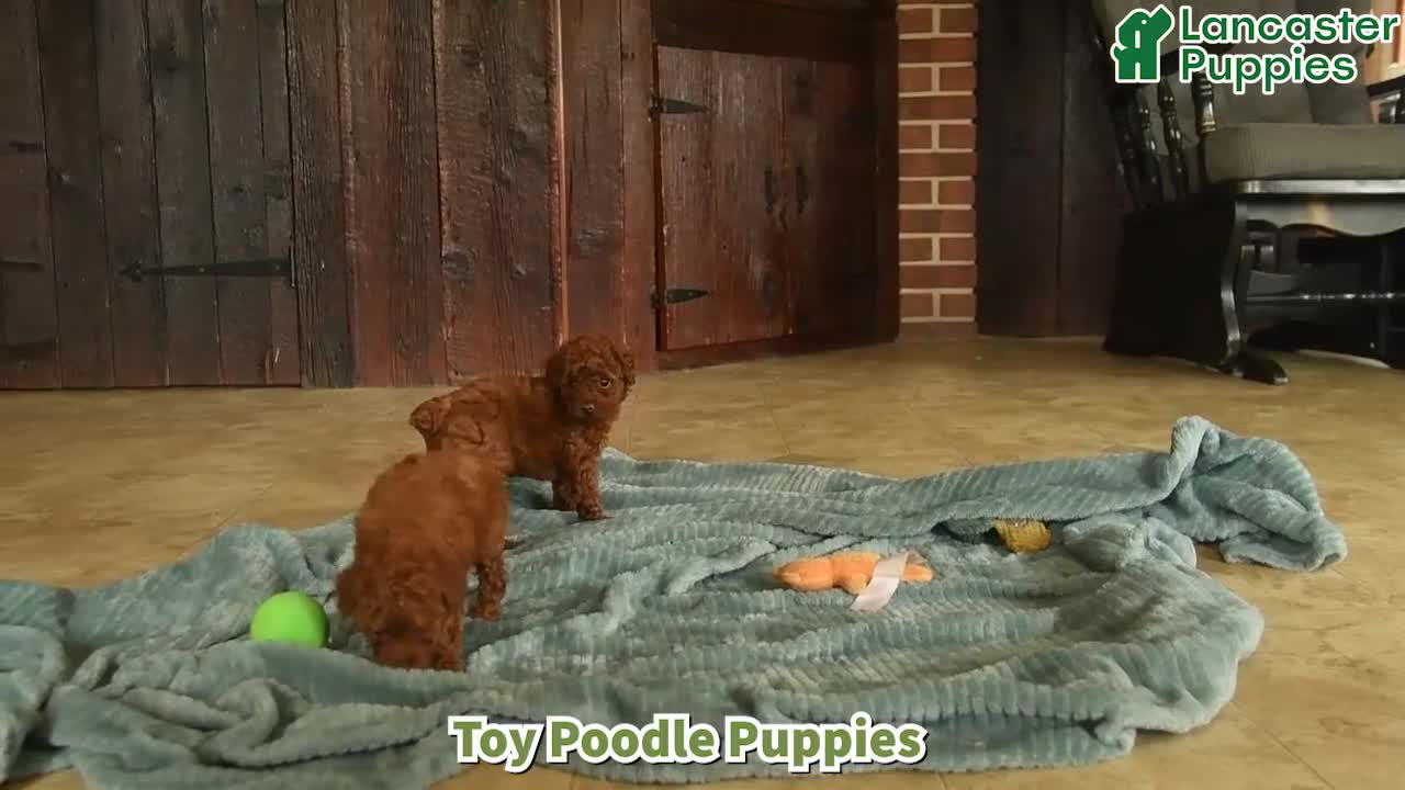 Toy Poodle dogs for sale: Fluffy  - Video 1