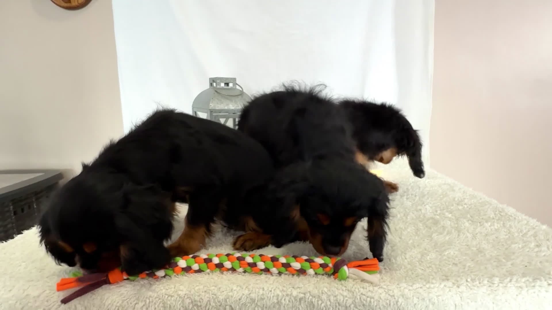 Cavalier King Charles Spaniel dogs for sale: Kringle - Video 2