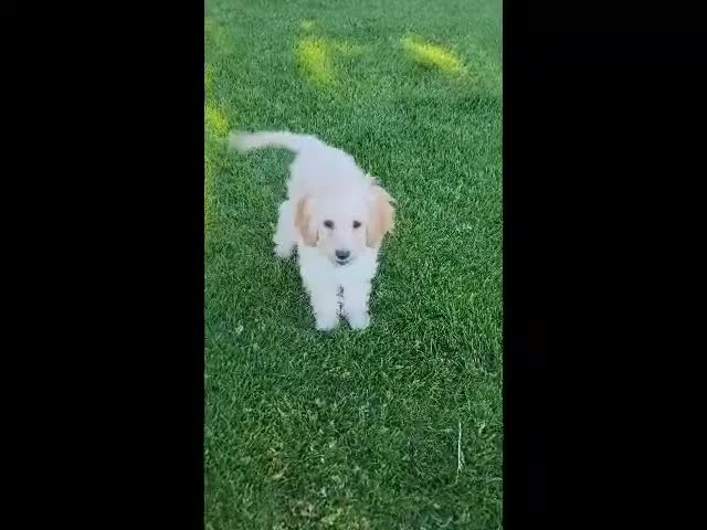 Mini Goldendoodle dogs for sale: Rosie Female - Video 2