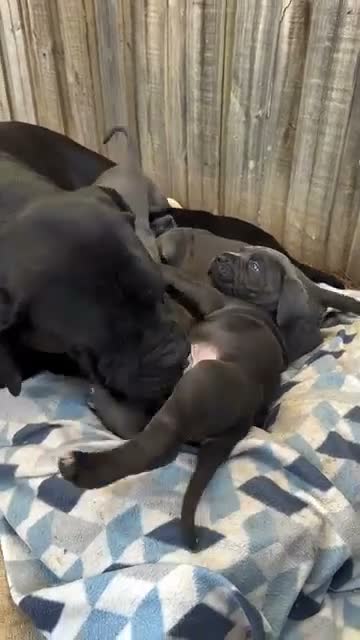 Cane Corso dogs for sale: Khaos - Video 1