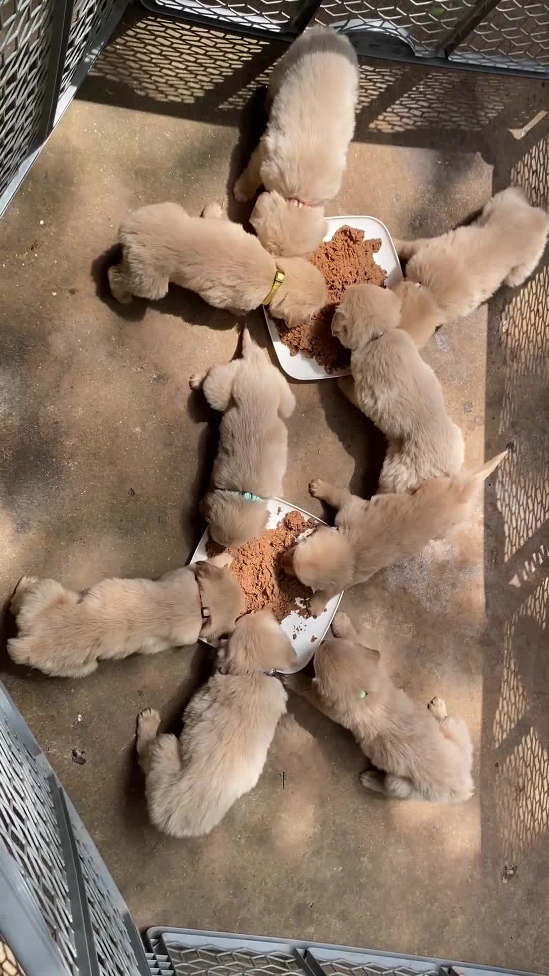 Golden Retriever dogs for sale: Golden Retriever pink girl - Video 1