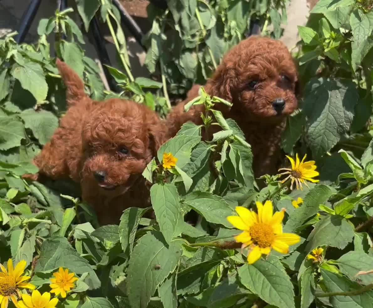 Toy Poodle dogs for sale: Cinnamon❤️AKC❤️5lb dad 8lb mom - Video 1