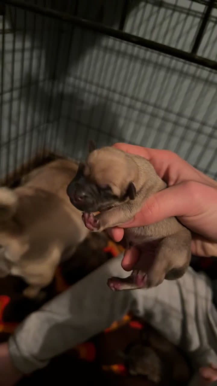 Mixed Breed dogs for sale: Chug 4 - Video 3