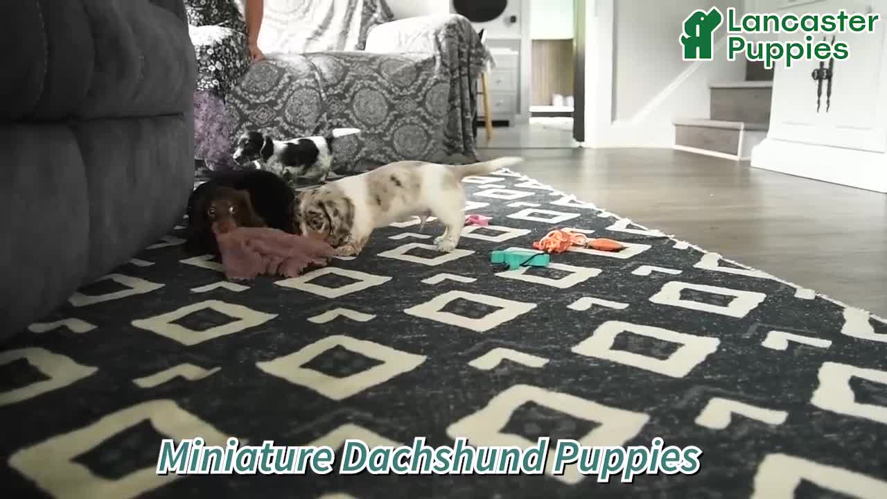Miniature Dachshund dogs for sale: Washington - Video 1
