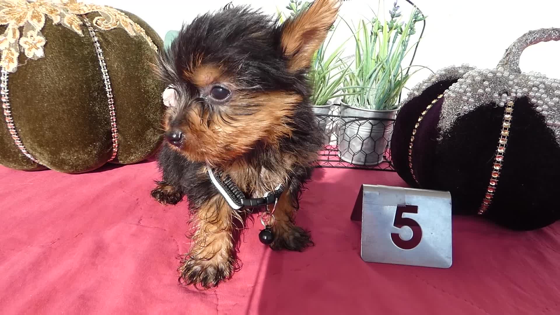 Yorkshire Terrier dogs for sale: Yorkshire Terrier 4 Thompson - Video 2