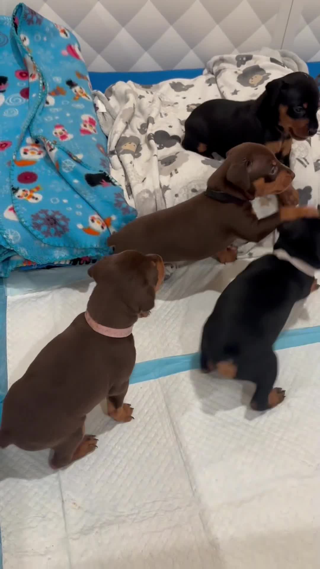 Miniature Pinscher dogs for sale: Queen  - Video 1