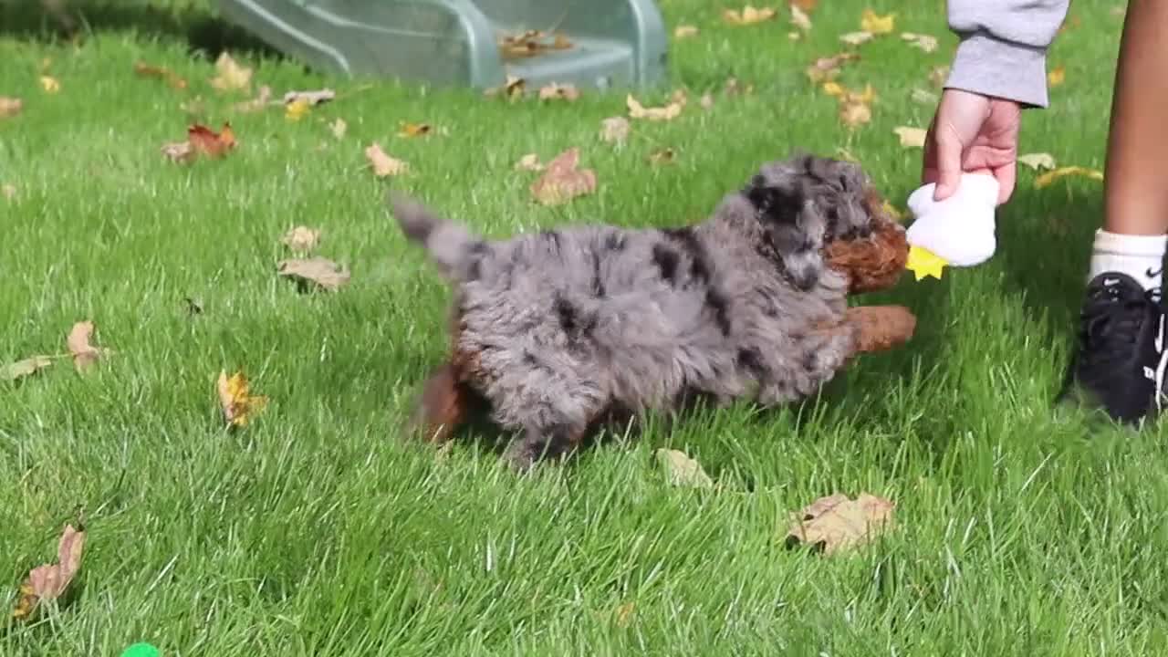 Mini Bernedoodle dogs for sale: Kelce - Video 1
