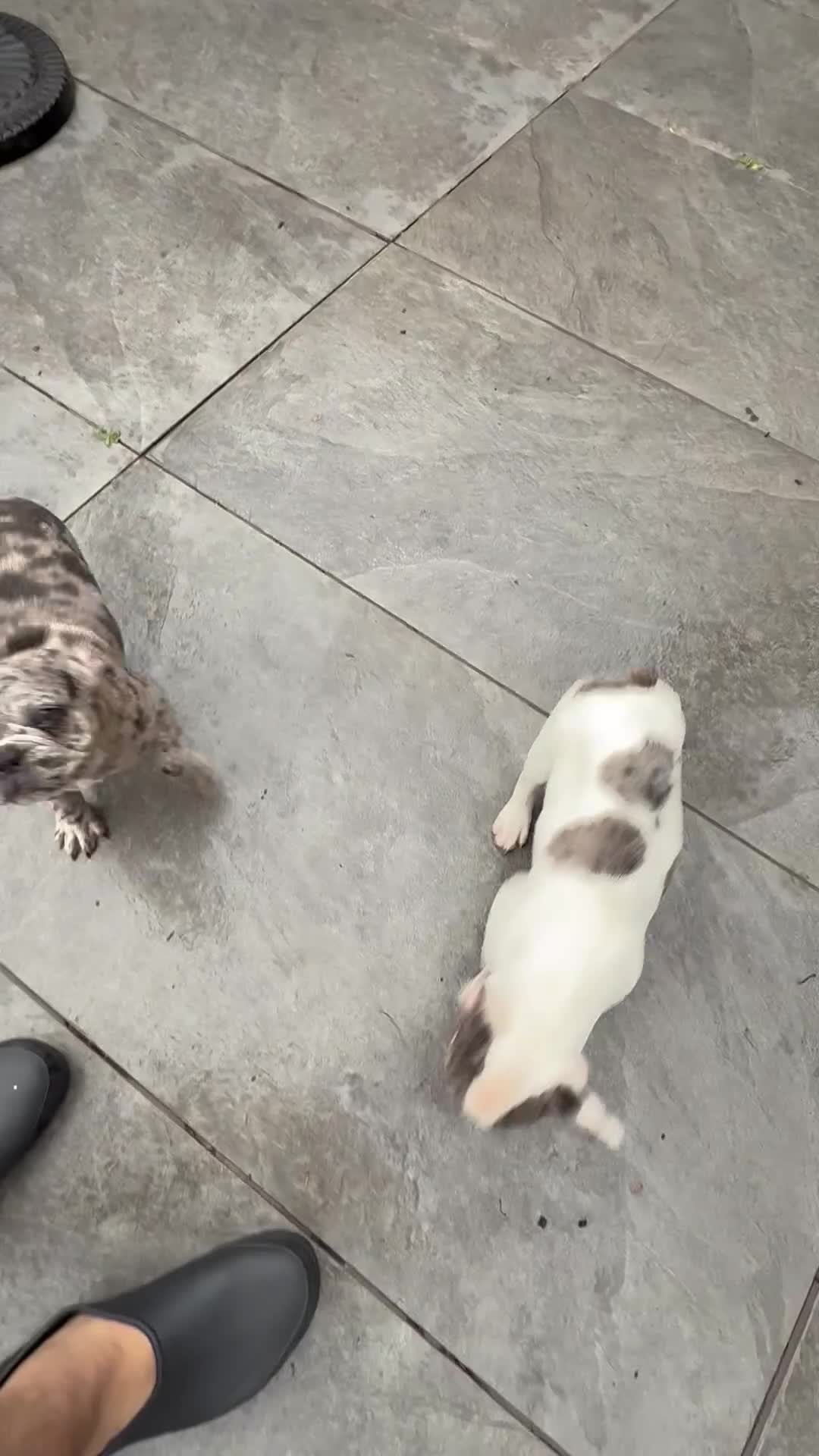 French Bulldog dogs for sale: French Bulldog 1 - Video 1