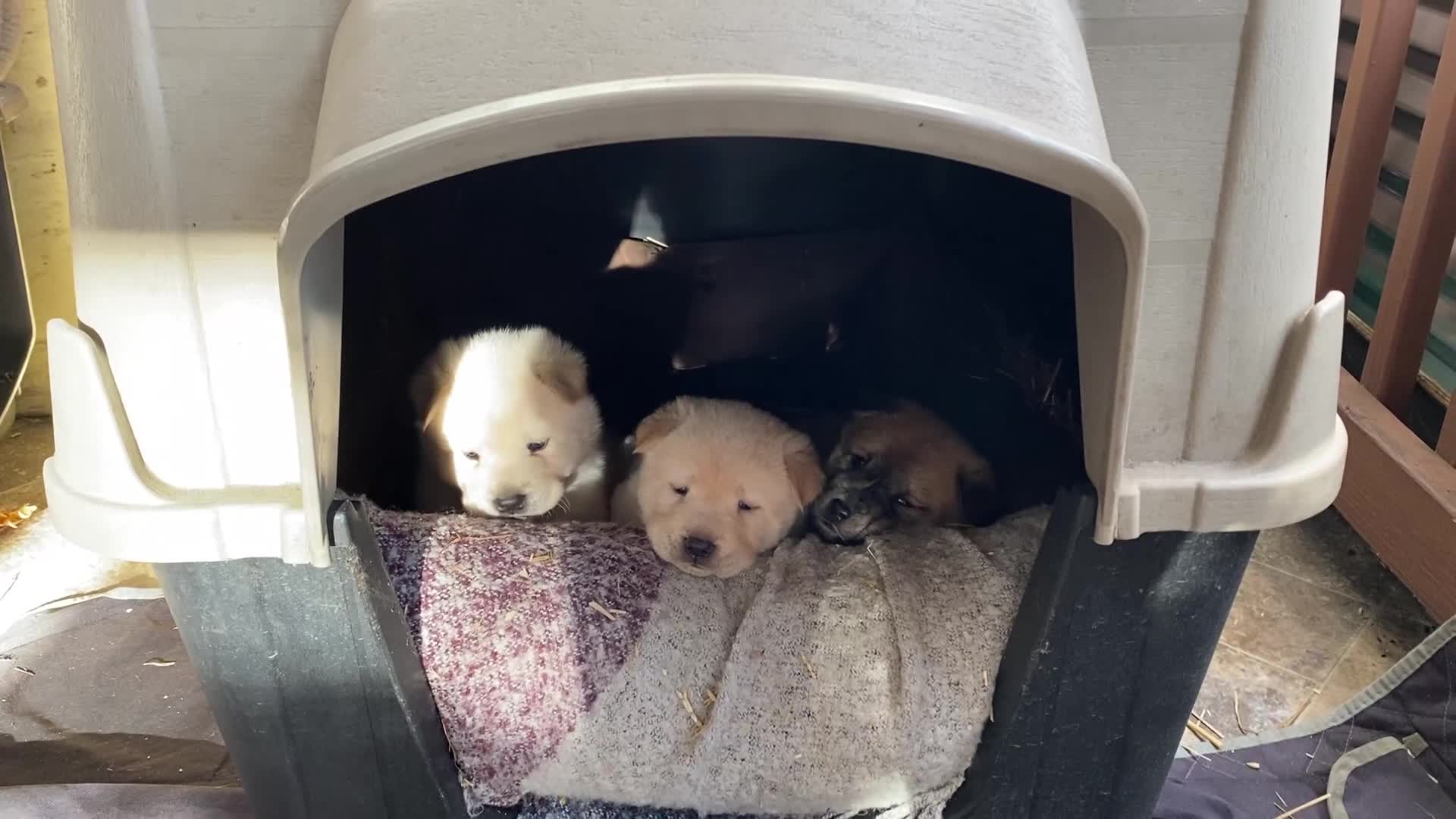 Mixed Breed dogs for sale: Chowsky boy - Video 1