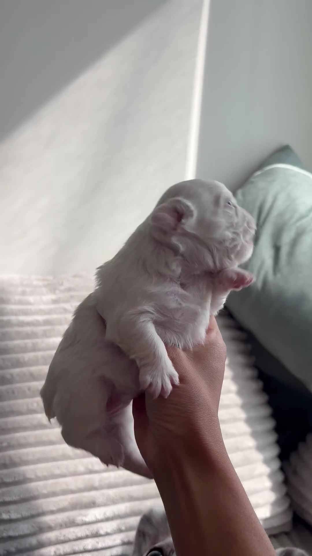 French Bulldog dogs for sale: Snow - Video 2
