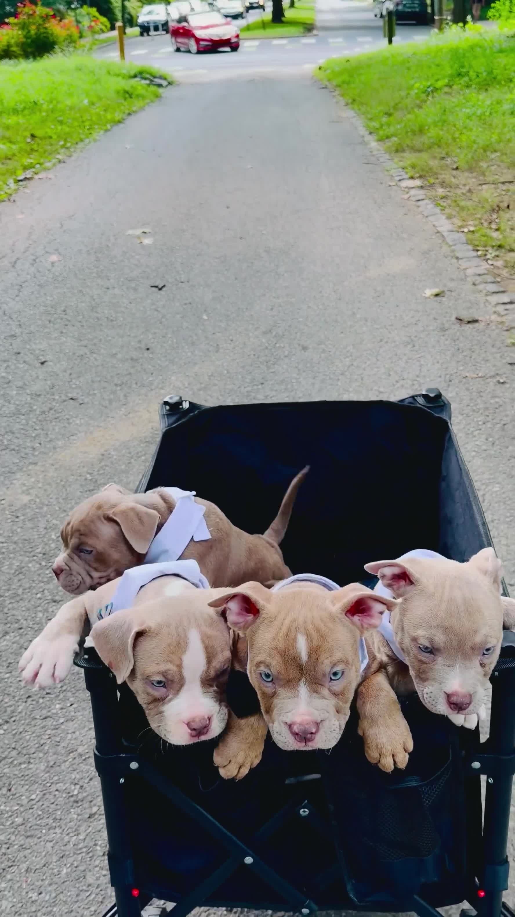 American Bully dogs for sale:  Trueno - Video 1