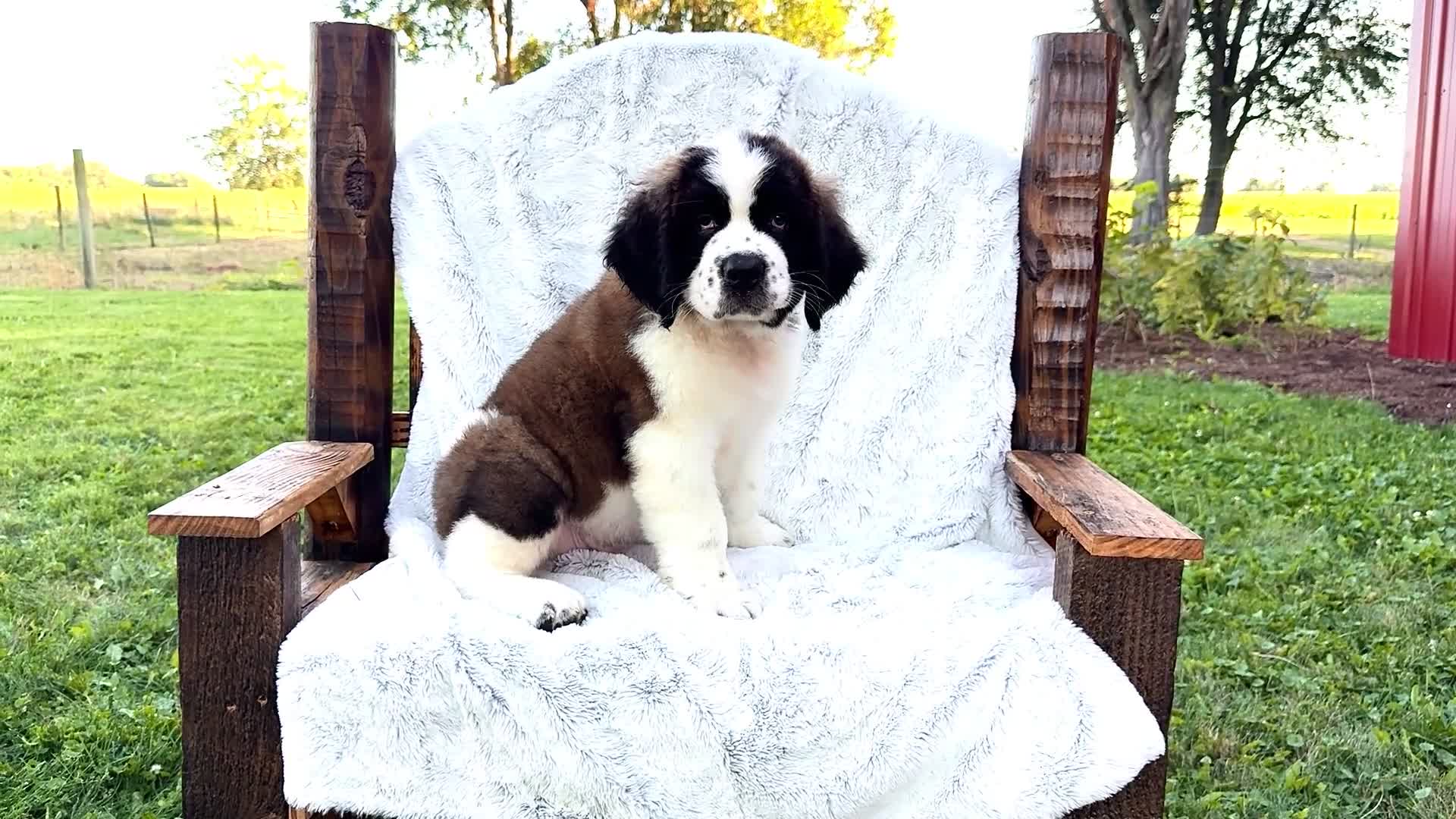 Saint Bernard dogs for sale: Cody - Video 1