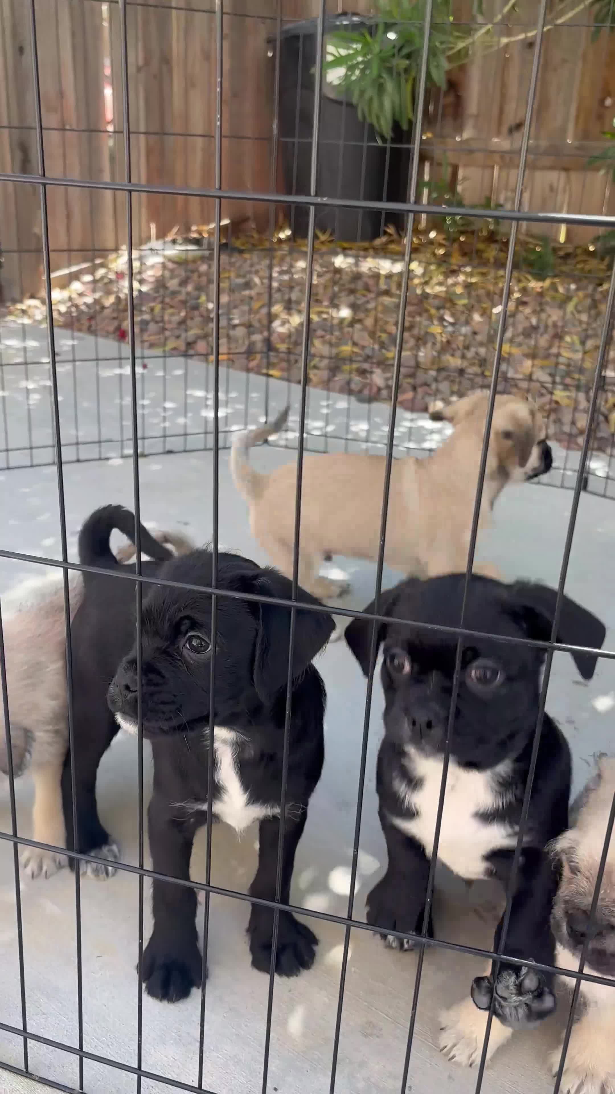 Mixed Breed dogs for sale: Winnie 💛 - Video 2